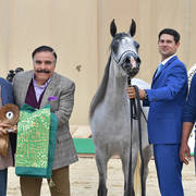 Senior Mare Bronze Champion: Dareen Athbah (Farhoud Al Shaqab X El Sayyeda)
