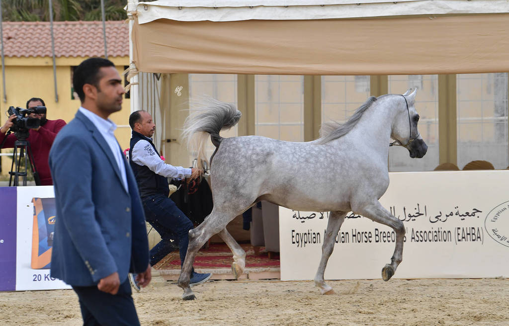 Junior Colt Gold Champion: Saqr Oony (Al Pasha Oony X Salma Al Sayyad)