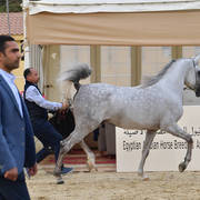 Junior Colt Gold Champion: Saqr Oony (Al Pasha Oony X Salma Al Sayyad)