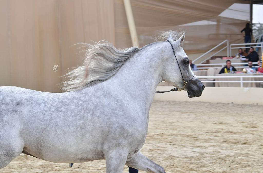 Junior Colt Gold Champion: Saqr Oony (Al Pasha Oony X Salma Al Sayyad) 