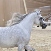 Junior Colt Gold Champion: Saqr Oony (Al Pasha Oony X Salma Al Sayyad) 