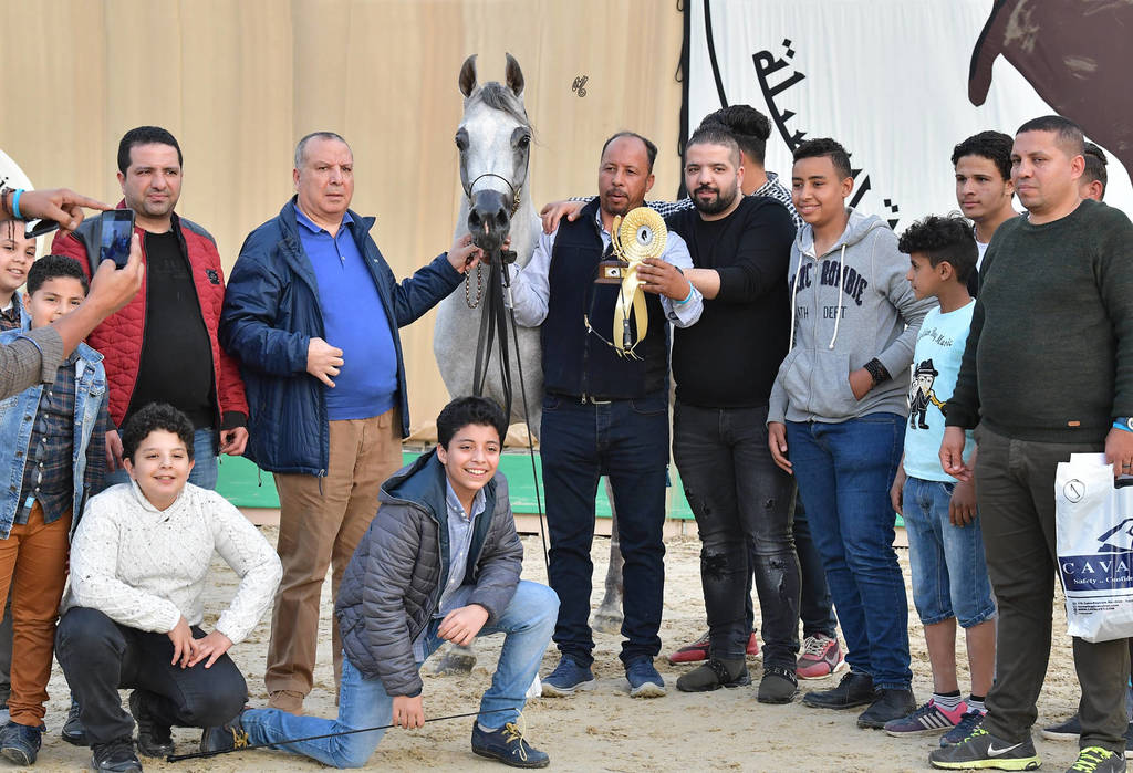 Junior Colt Gold Champion: Saqr Oony (Al Pasha Oony X Salma Al Sayyad)