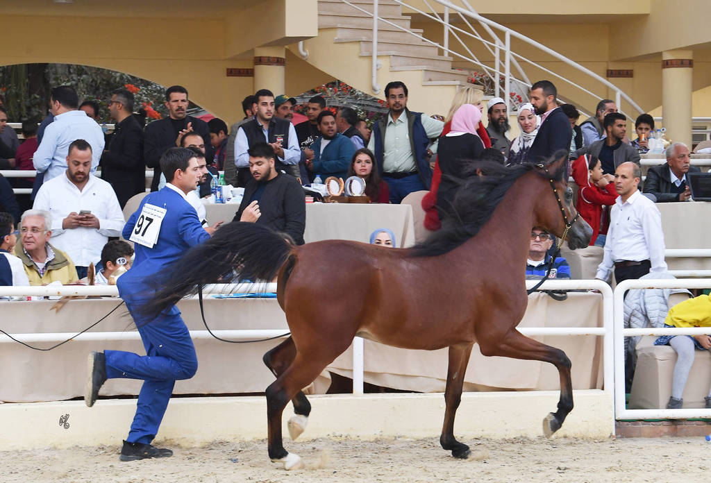 Junior Colt Silver Champion: Yazeid Al Bawady (Madeen Al Nakeeb X Yara  Al Bawady)