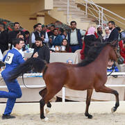 Junior Colt Silver Champion: Yazeid Al Bawady (Madeen Al Nakeeb X Yara  Al Bawady)