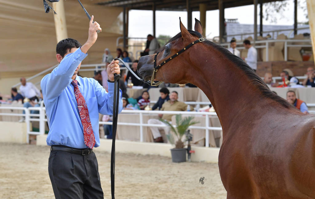 Junior Colt Silver Champion: Yazeid Al Bawady (Madeen Al Nakeeb X Yara  Al Bawady)