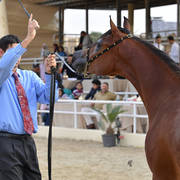 Junior Colt Silver Champion: Yazeid Al Bawady (Madeen Al Nakeeb X Yara  Al Bawady)