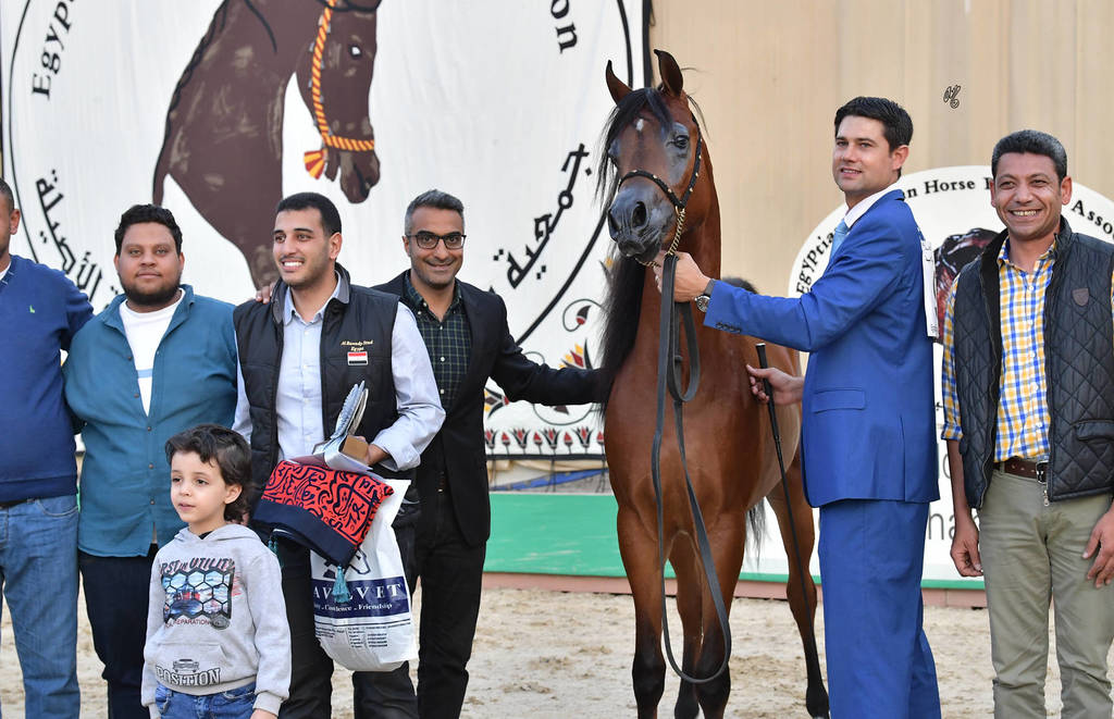 Junior Colt Silver Champion: Yazeid Al Bawady (Madeen Al Nakeeb X Yara  Al Bawady)