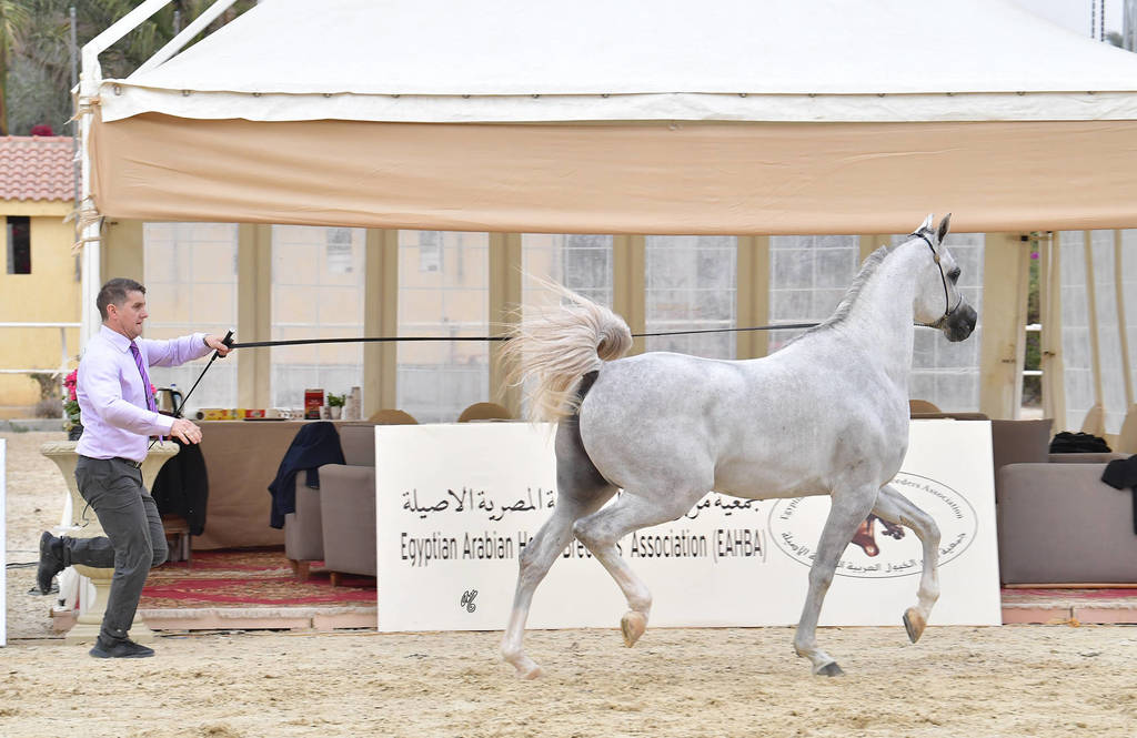 Junior Colt Bronze Champion: Gharam Rabab (TB Sahem X Rowaeda Al Kaherah)  