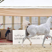 Junior Colt Bronze Champion: Gharam Rabab (TB Sahem X Rowaeda Al Kaherah)  