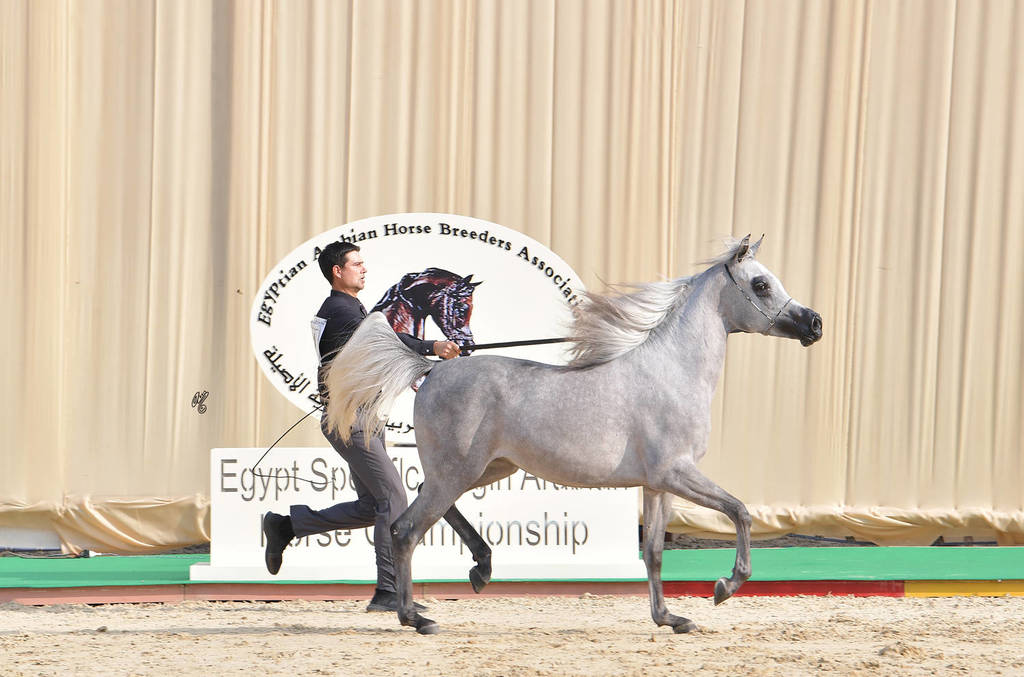 Junior Filly Gold Champion: Lobna Al Bawady (Madeen Al Nakeeb X Sawahy Al Bawady)