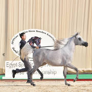Junior Filly Gold Champion: Lobna Al Bawady (Madeen Al Nakeeb X Sawahy Al Bawady)