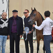 Junior Filly Silver Champion: Ghalia Al Gammal (Mirajh RCA X Kenouz Abou El Fadl)