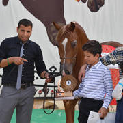 Junior Filly Bronze Champion: Baheya Al Najdeiah (GR Lahari X Leila Al Njdeiah)