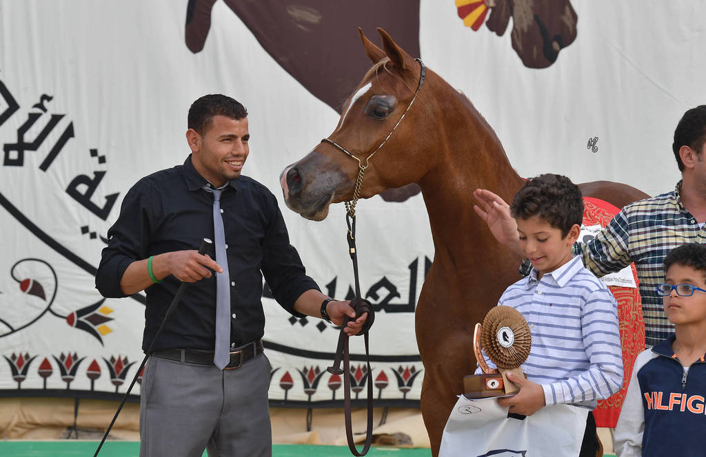 Junior Filly Bronze Champion: Baheya Al Najdeiah (GR Lahari X Leila Al Njdeiah)