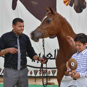 Junior Filly Bronze Champion: Baheya Al Najdeiah (GR Lahari X Leila Al Njdeiah)