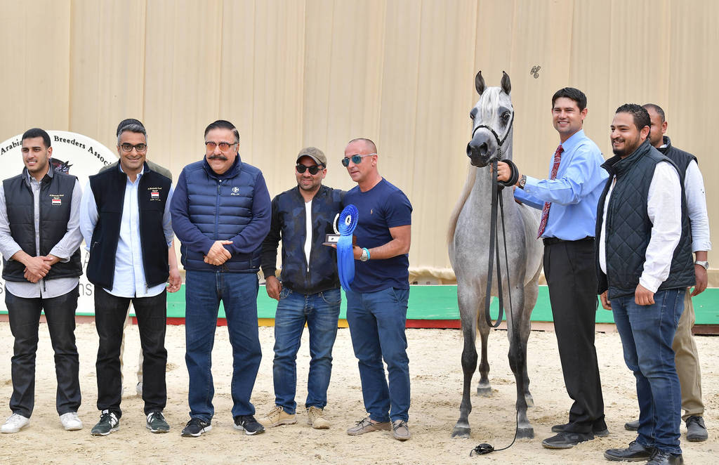 Yearling Colt Gold Champion: Wadi Al Bawady (Hamad X Wasfeya Al Bawady)