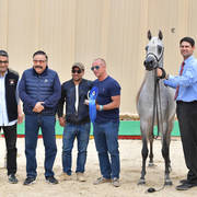 Yearling Colt Gold Champion: Wadi Al Bawady (Hamad X Wasfeya Al Bawady)