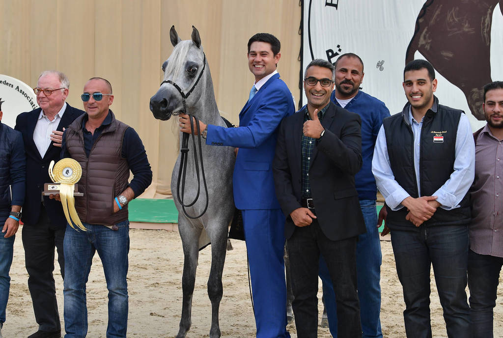 Yearling Colt Gold Champion: Wadi Al Bawady (Hamad X Wasfeya Al Bawady)