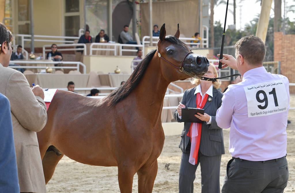 Yearling Colt Bronze Champion: Karam Rabab (Kumait Al Nakeeb X Karma Al Sogoud)