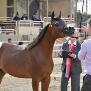 Yearling Colt Bronze Champion: Karam Rabab (Kumait Al Nakeeb X Karma Al Sogoud)