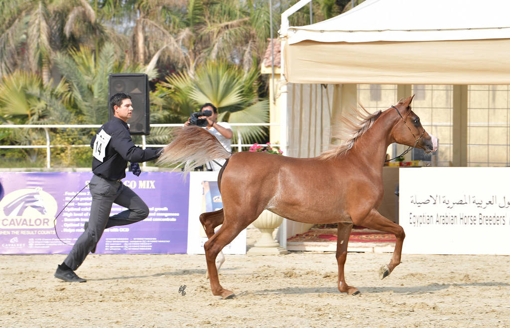 Yearling Filly Gold Champion: Morouj Al Sujoud (Marij Al Masry X Malikat Al Jannat )