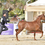Yearling Filly Gold Champion: Morouj Al Sujoud (Marij Al Masry X Malikat Al Jannat )