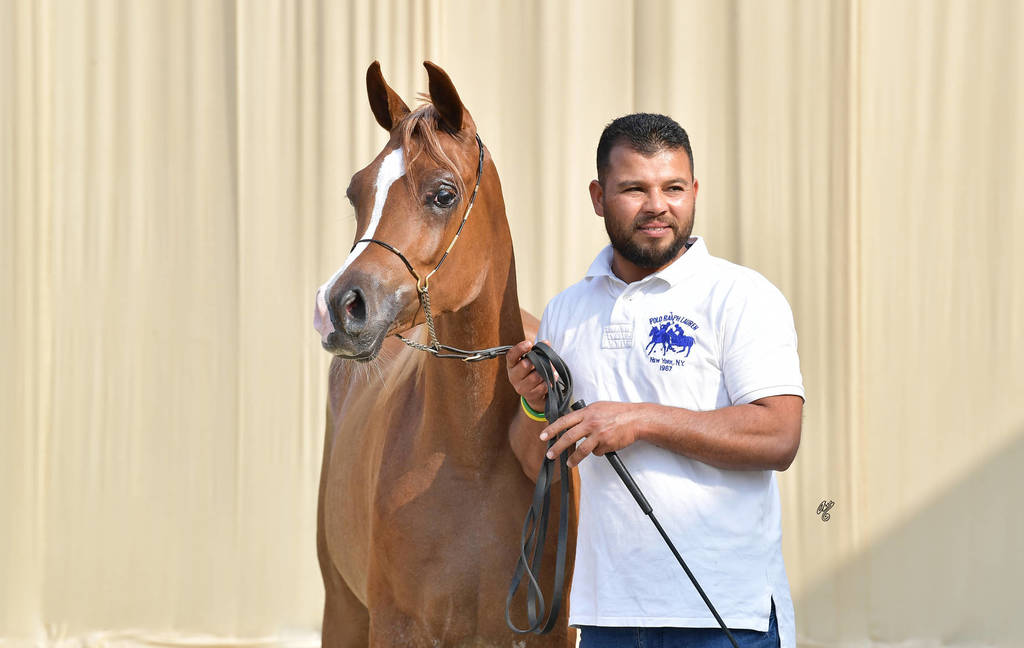 Yearling Filly Gold Champion: Morouj Al Sujoud (Marij Al Masry X Malikat Al Jannat )