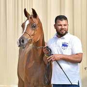 Yearling Filly Gold Champion: Morouj Al Sujoud (Marij Al Masry X Malikat Al Jannat )