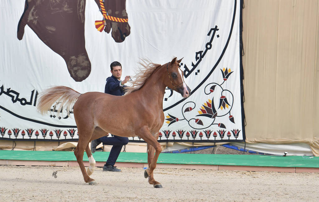 Yearling Filly Gold Champion: Morouj Al Sujoud (Marij Al Masry X Malikat Al Jannat )