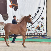 Yearling Filly Gold Champion: Morouj Al Sujoud (Marij Al Masry X Malikat Al Jannat )