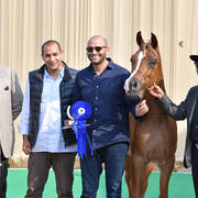 Yearling Filly Gold Champion: Morouj Al Sujoud (Marij Al Masry X Malikat Al Jannat )  
