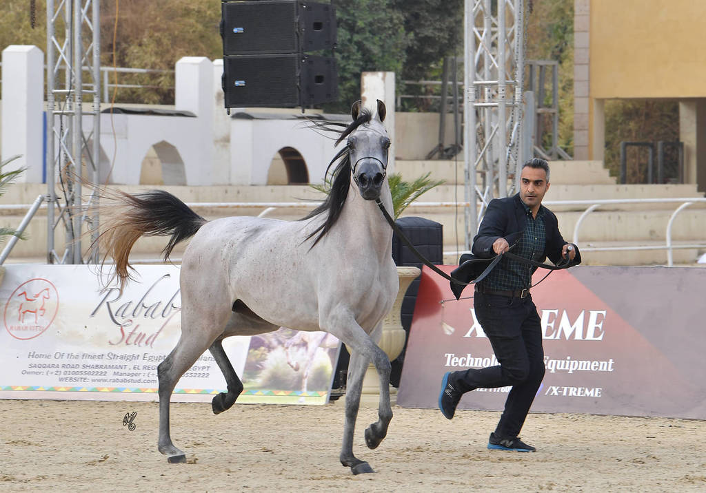 Yearling Filly Silver Champion: Shymat Al Naif (Karar Al Nakeeb X Naifat Al Khalideyah)