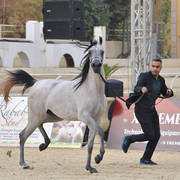 Yearling Filly Silver Champion: Shymat Al Naif (Karar Al Nakeeb X Naifat Al Khalideyah)