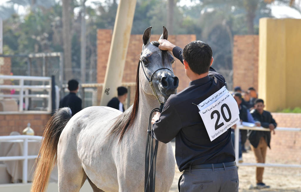 Yearling Filly Silver Champion: Shymat Al Naif (Karar Al Nakeeb X Naifat Al Khalideyah)