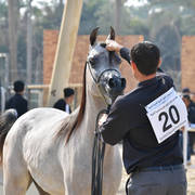 Yearling Filly Silver Champion: Shymat Al Naif (Karar Al Nakeeb X Naifat Al Khalideyah)
