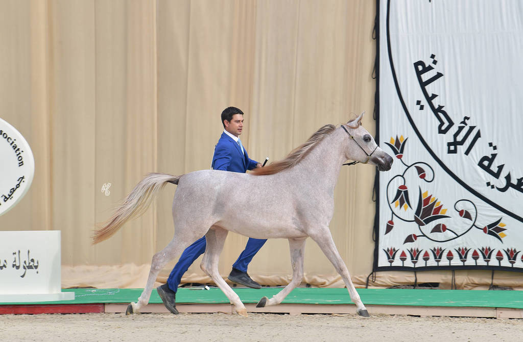 Yearling Filly Bronze Champion: Hana Al Bawady (Dessouki Al Bawady X Hala Al Bawady)