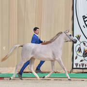 Yearling Filly Bronze Champion: Hana Al Bawady (Dessouki Al Bawady X Hala Al Bawady)