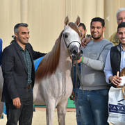 Yearling Filly Bronze Champion: Hana Al Bawady (Dessouki Al Bawady X Hala Al Bawady)