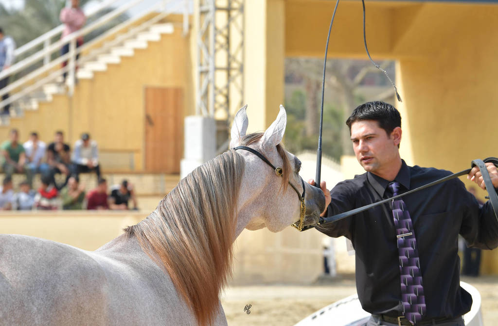 Yearling Filly Bronze Champion: Hana Al Bawady (Dessouki Al Bawady X Hala Al Bawady)