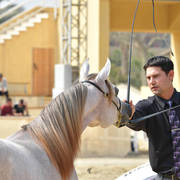 Yearling Filly Bronze Champion: Hana Al Bawady (Dessouki Al Bawady X Hala Al Bawady)