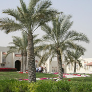 2007 Qatar, Doha