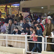 Lisa Abraham: The 2019 Egypt Specific Origin Arabian Horse Championship Photo Gallery