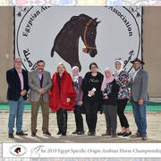 Lisa Abraham: The 2019 Egypt Specific Origin Arabian Horse Championship Photo Gallery