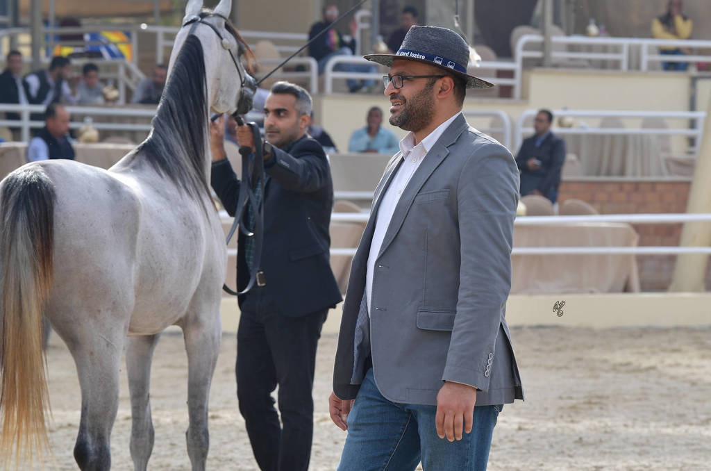 Lisa Abraham: The 2019 Egypt Specific Origin Arabian Horse Championship Photo Gallery