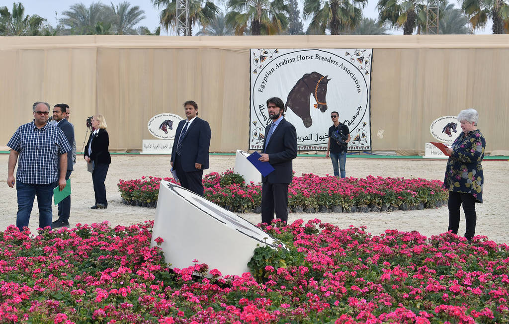 Lisa Abraham: The 2019 Egypt Specific Origin Arabian Horse Championship Photo Gallery