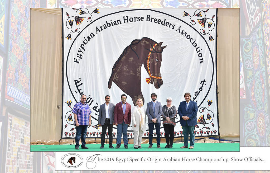 Lisa Abraham: The 2019 Egypt Specific Origin Arabian Horse Championship Photo Gallery