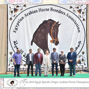 Lisa Abraham: The 2019 Egypt Specific Origin Arabian Horse Championship Photo Gallery