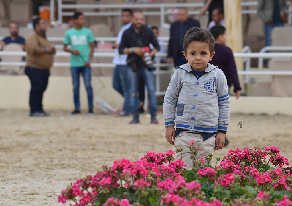 Lisa Abraham: The 2019 Egypt Specific Origin Arabian Horse Championship Photo Gallery