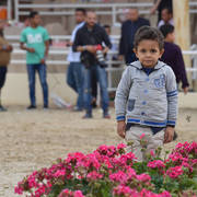 Lisa Abraham: The 2019 Egypt Specific Origin Arabian Horse Championship Photo Gallery