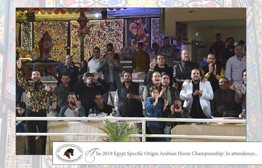 Lisa Abraham: The 2019 Egypt Specific Origin Arabian Horse Championship Photo Gallery